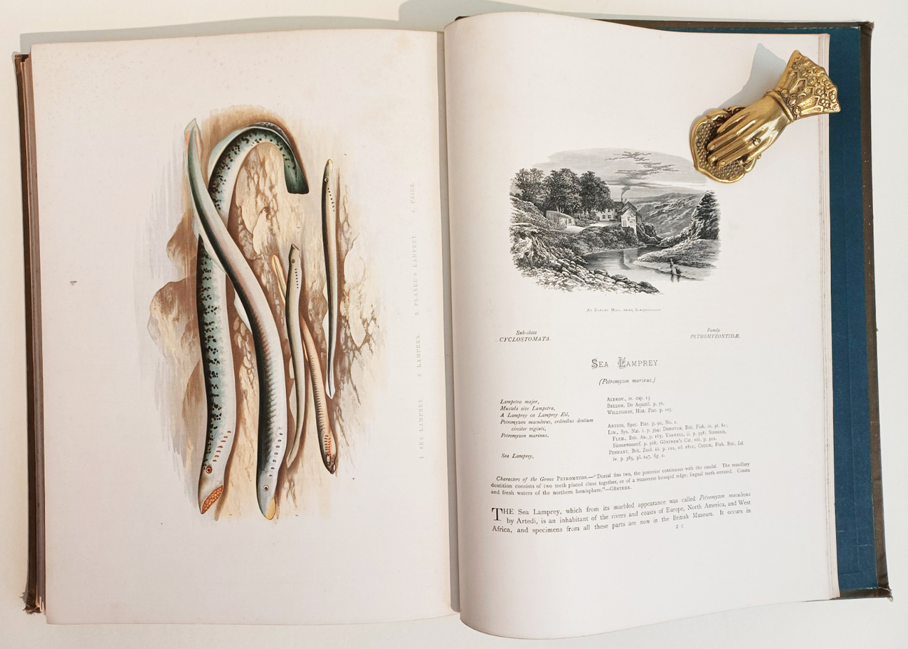 British Freshwater (Fresh Water) Fishes, Illustrated With a Coloured Figure of Each Species Drawn From Nature By A. F. Lydon and Numerous Engravings