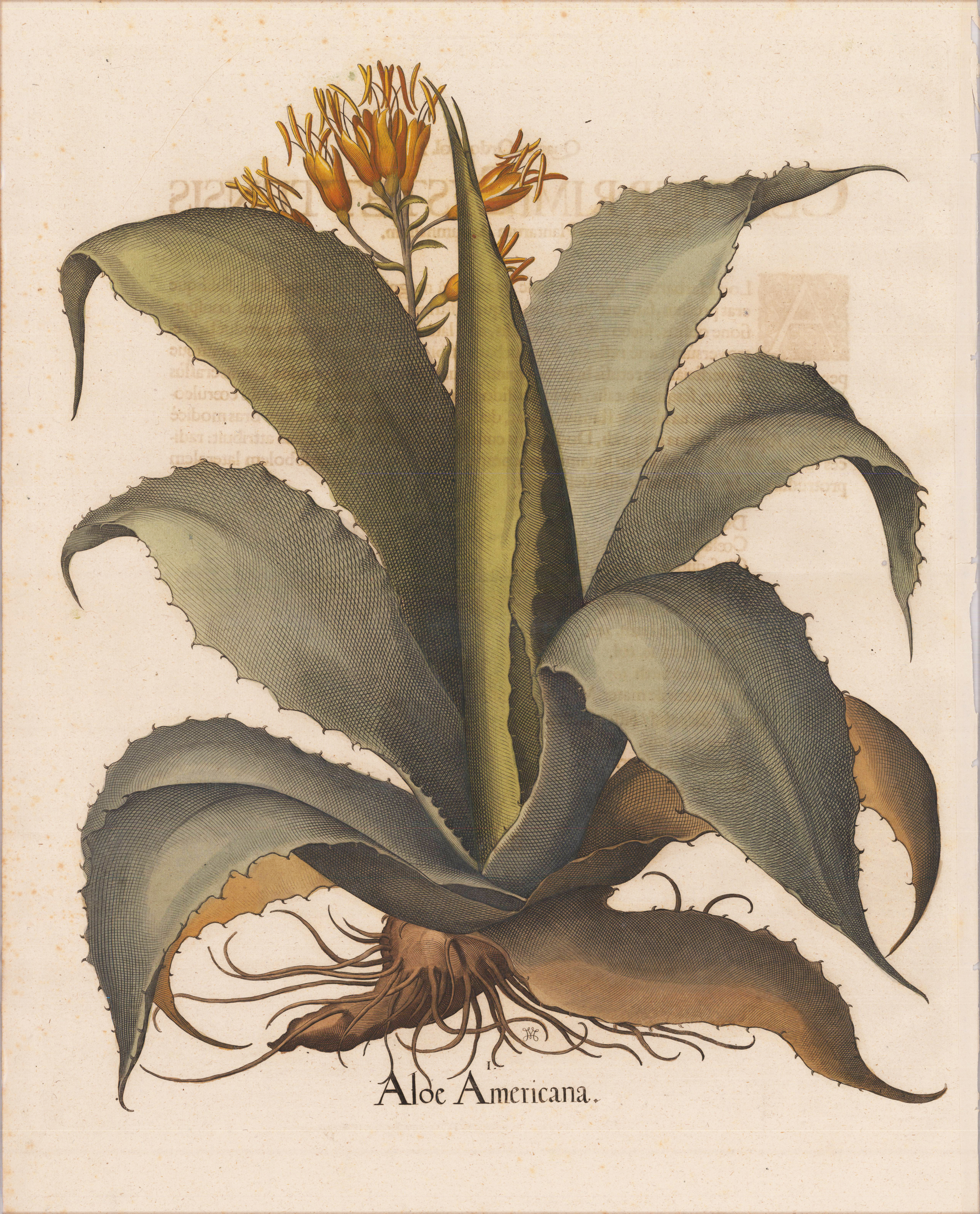 Aloe Americana