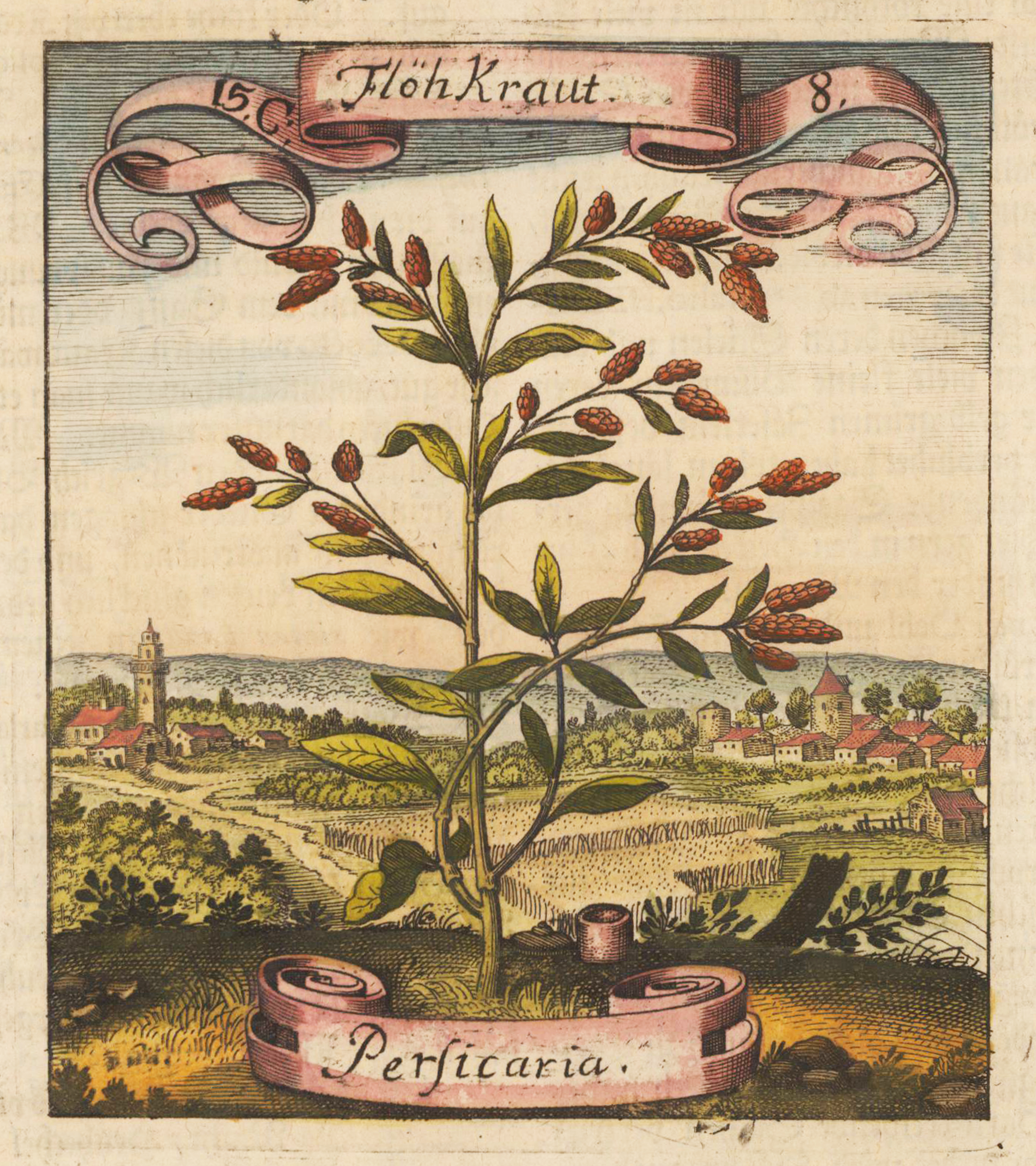 Flöhkraut - Persicaria