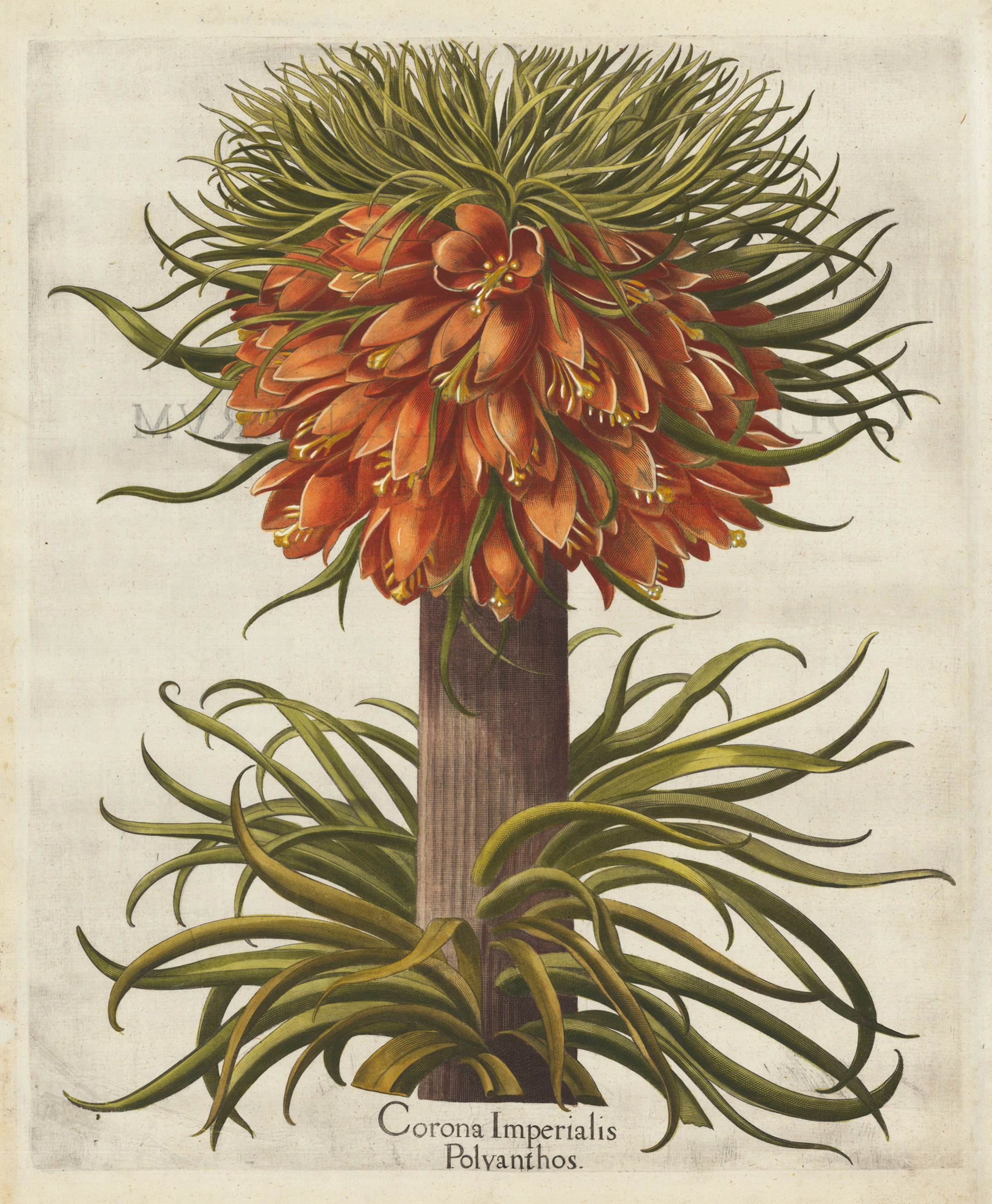 Corona Imperialis Polyanthos
