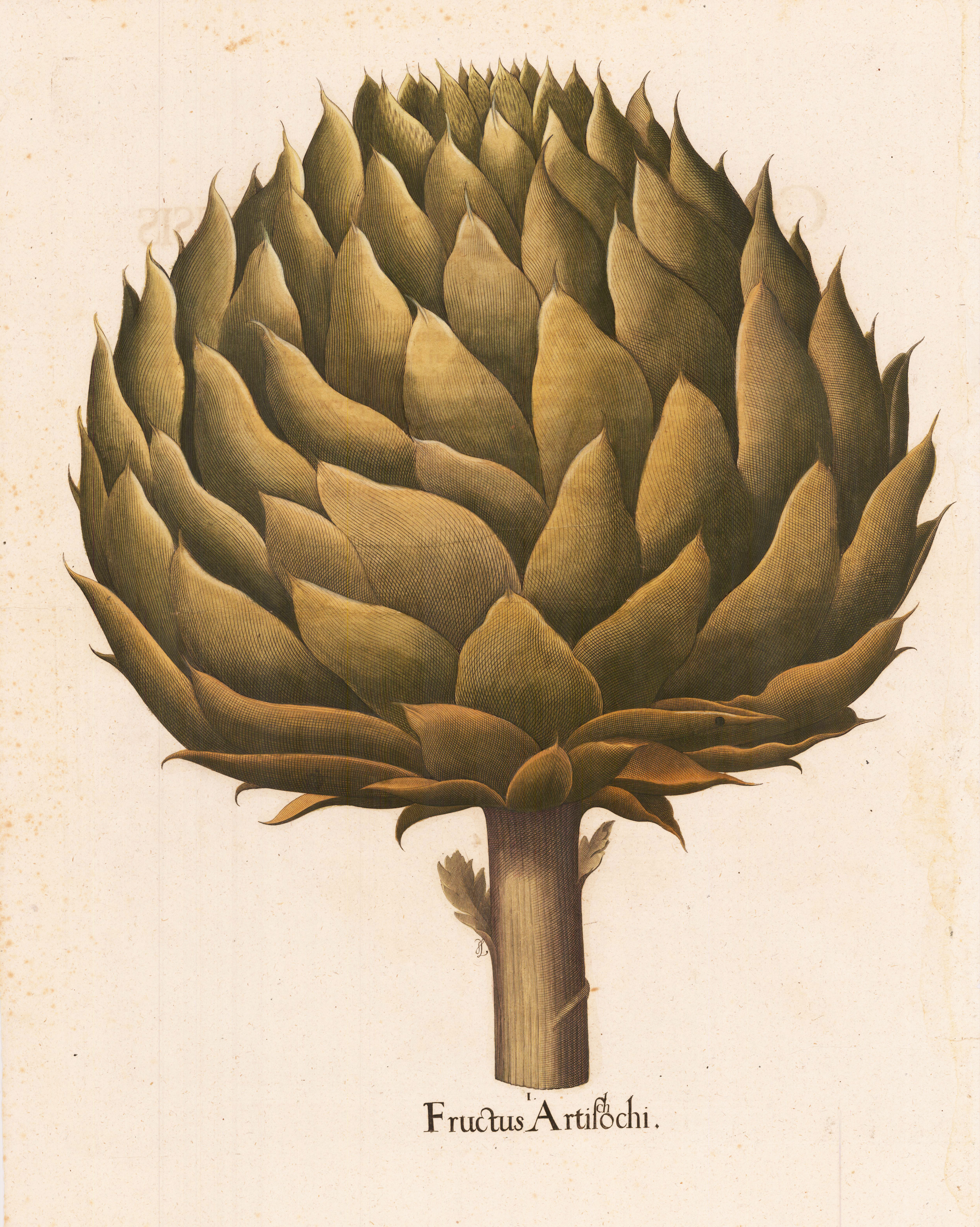 Fructus Artischochi
