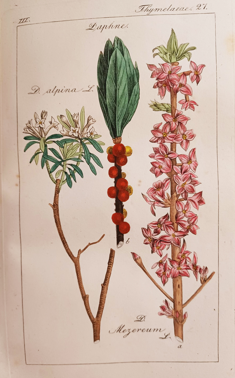 Deutschlands Flora. Nach natürlichen Familien beschrieben und durch Abbildungen erläutert