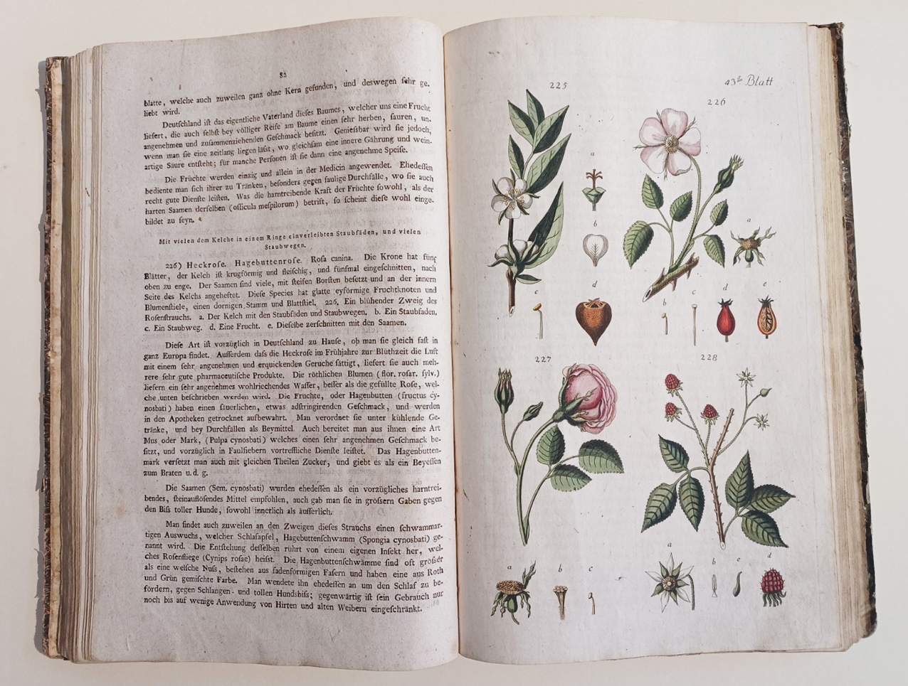 Handbuch der Pharmaceutischen Botanik