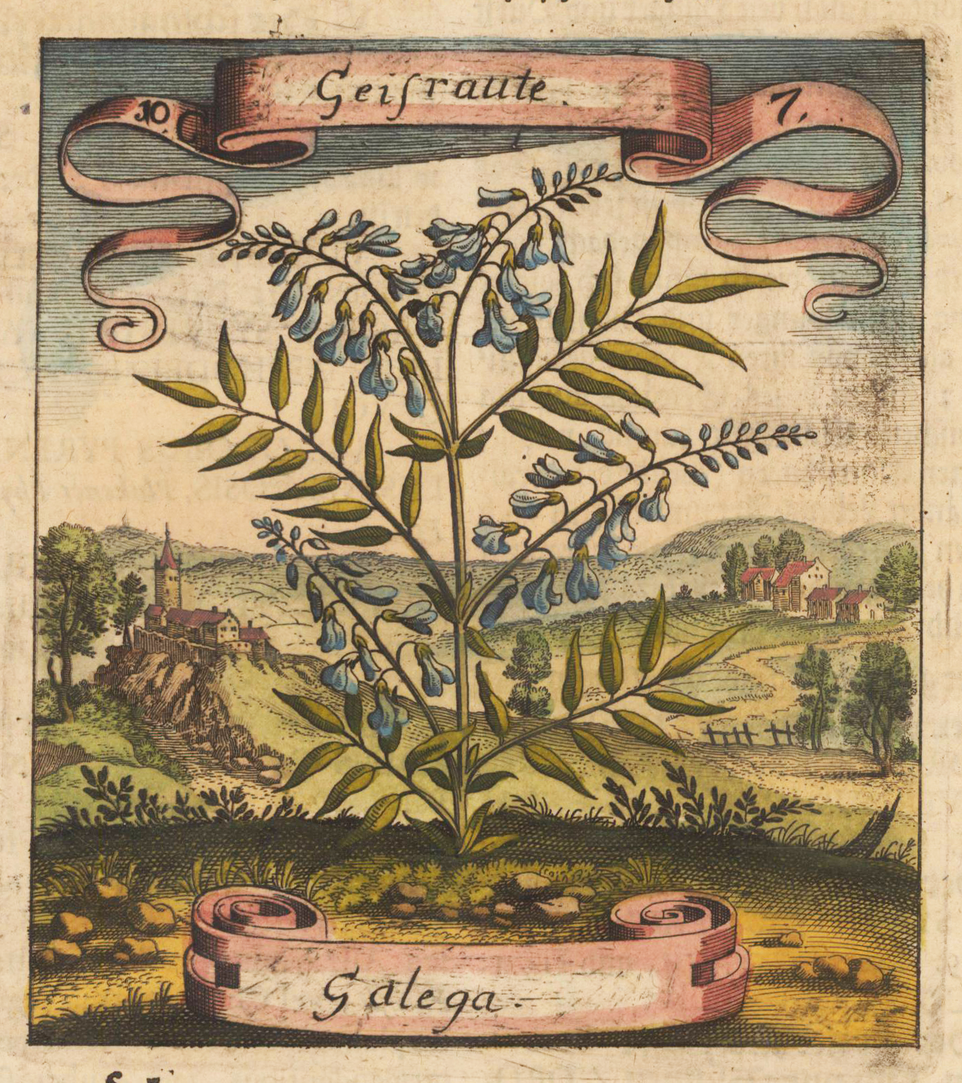 Geisraute - Galega