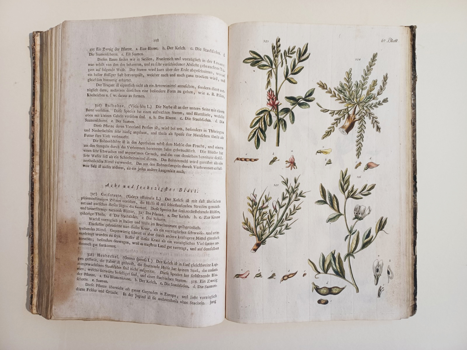 Handbuch der Pharmaceutischen Botanik