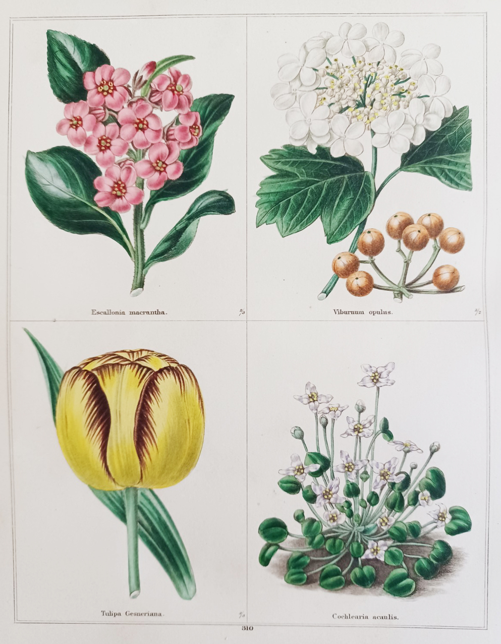 The Botanic Garden, consisting of highly finished representations of hardy ornamental flowering plants, cultivated in Great Britain.