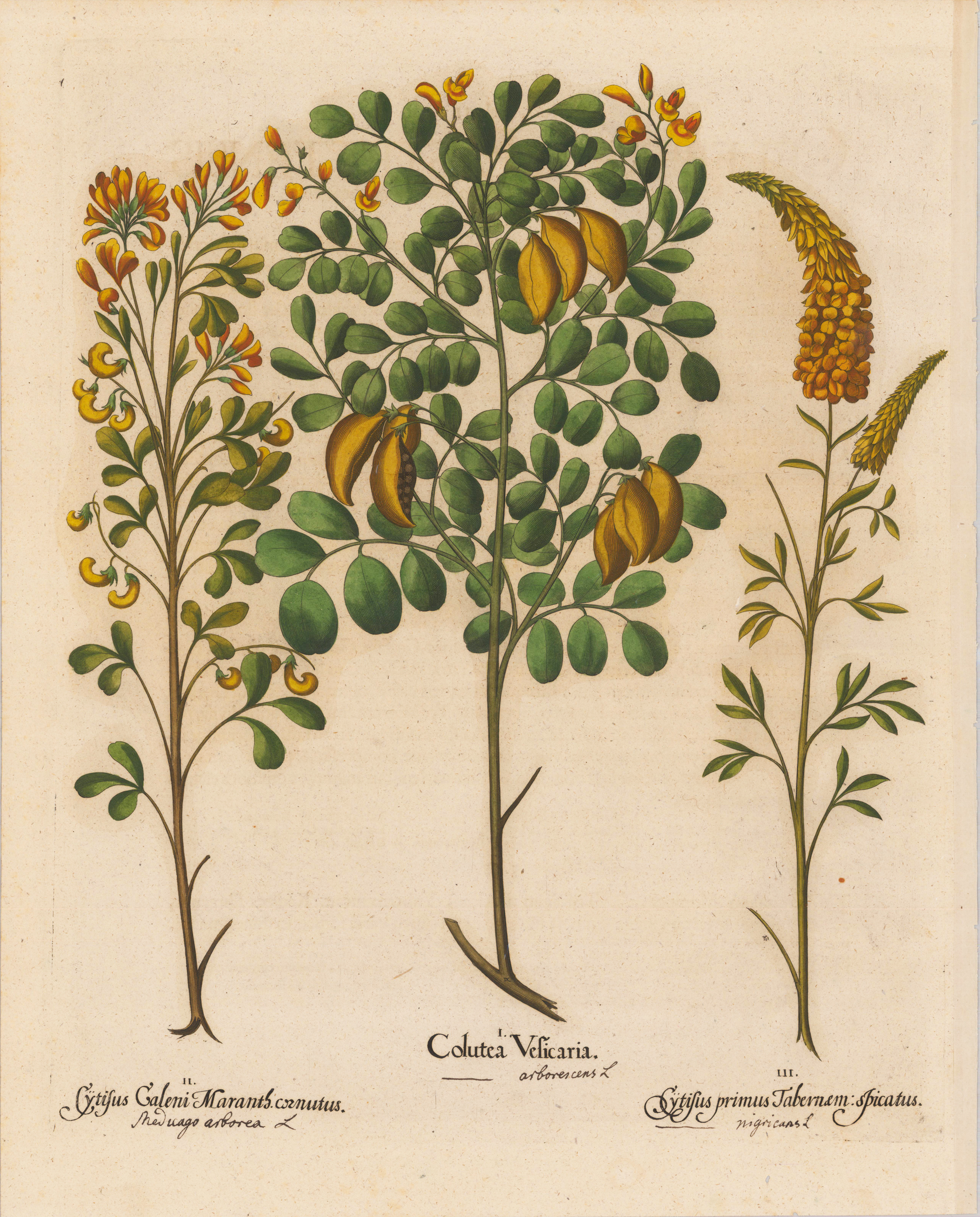 Colutea Vesicaria