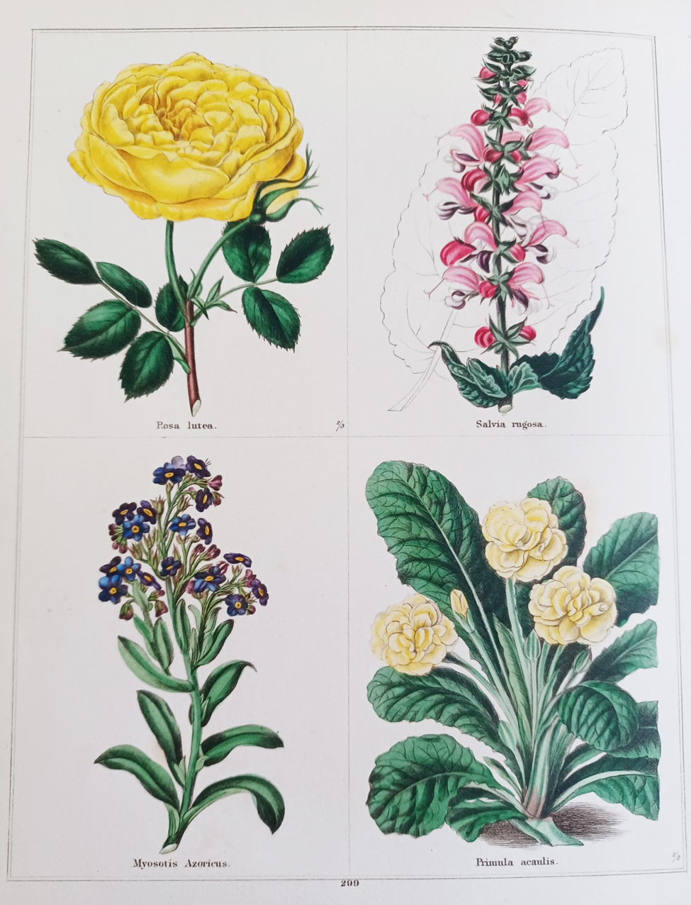 The Botanic Garden, consisting of highly finished representations of hardy ornamental flowering plants, cultivated in Great Britain.