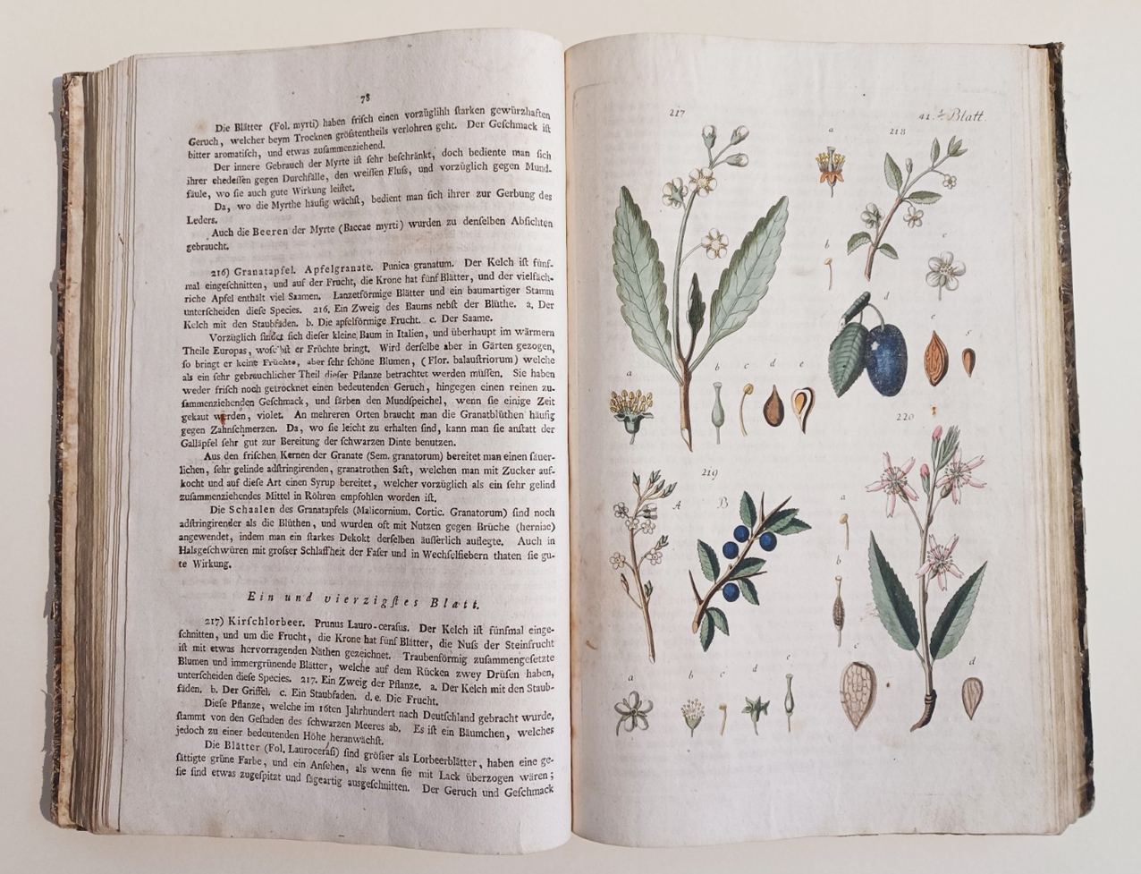 Handbuch der Pharmaceutischen Botanik