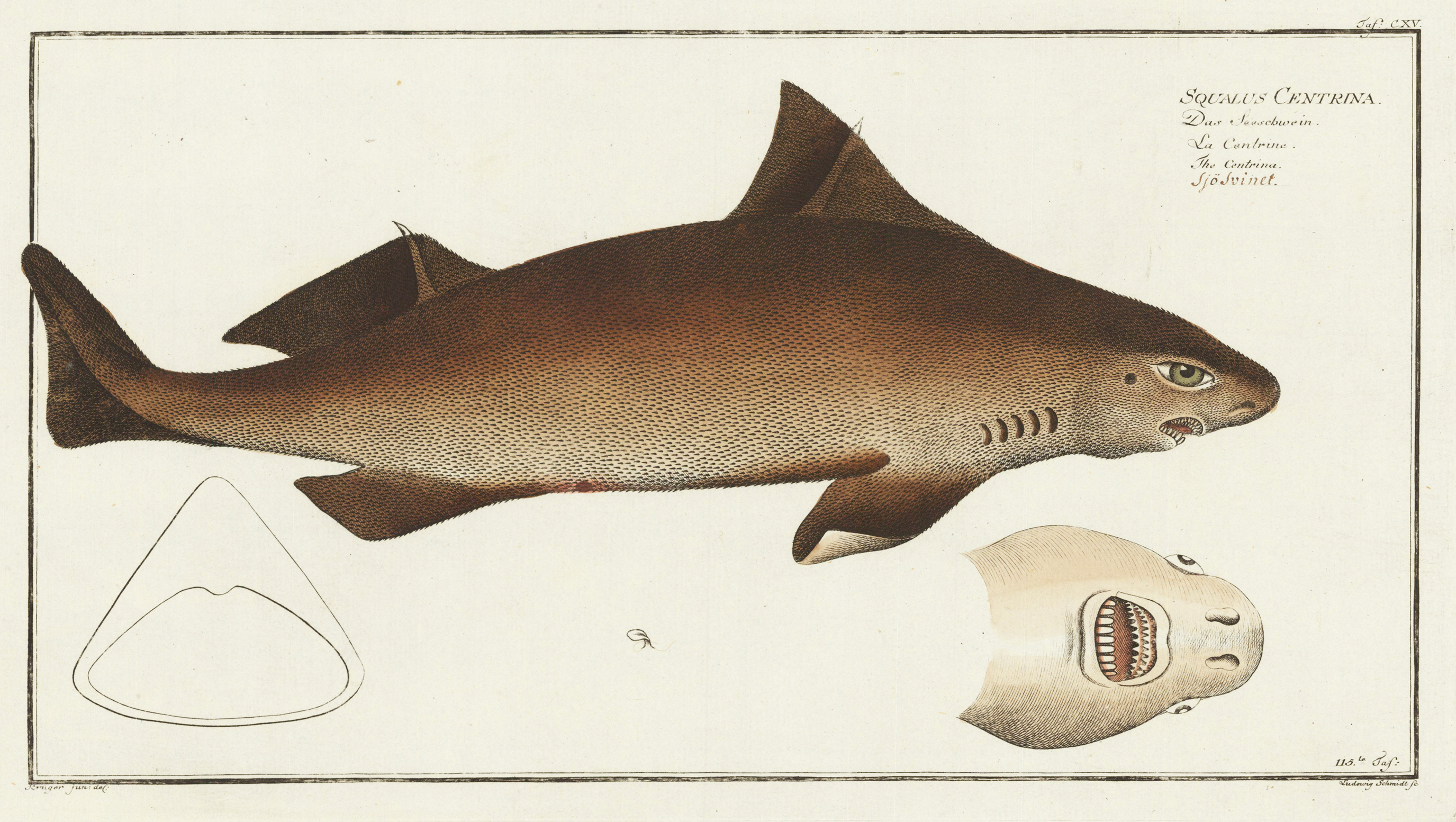 CXV Das Seeschwein